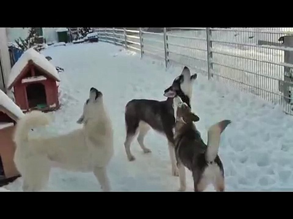 Husky`s heulen