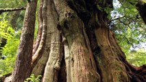 Clayoquot Sound: Sea Kayaking from Tofino to Hot Springs Cove