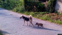 Une chienne suivie par un petit cochon qui veut téter - cute