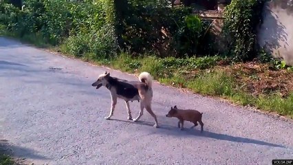 Une chienne suivie par un petit cochon qui veut téter - cute