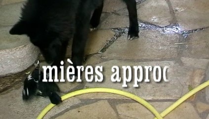 2015 07 Le nouvel ami de Lounis