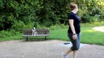 Zeus 7 month old Alapaha Blue Blood Bulldog learns obedience with Off Leash K9 Training, Columbia