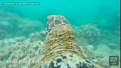 مشاهد للطبيعة من كاميرا مثبتة فوق ظهر عدد من الحيوانات البرية.