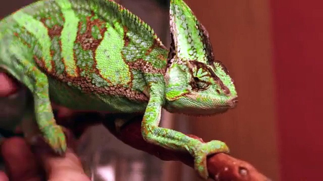 Chameleon Bowling