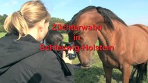 Unkontrollierte Zucht mit kranken Pferden in Schleswig-Holstein / PETA