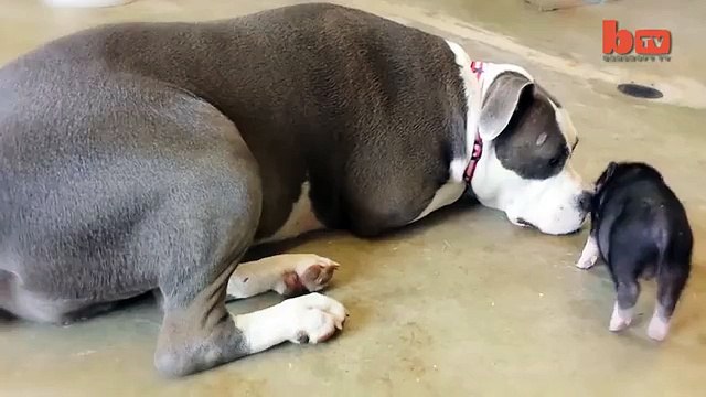 Cute Piglet Is Best Friends With Pit Bull Terrier Rescue Dog