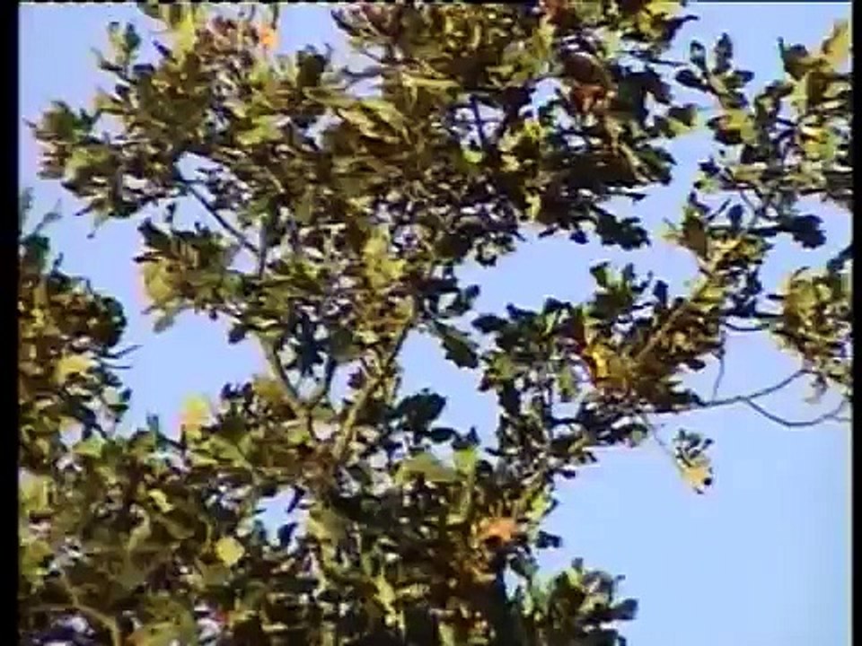 La vie à "bord" d'une palombière ,durant une saison de chasse