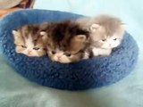 Bi-color Tabby persian kittens