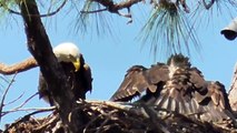 SWFL Eagles_Two Deliveries By Harriet~Did E6 See Mom Catch The Second Fish 04-11-15