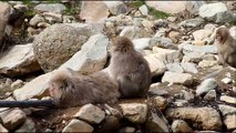 Jeux de macaques japonais dans les sources d'eau chaudes