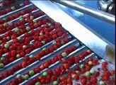 Diced tomatoes and passata processing