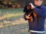 Graceland Kennels Coonhound Puppies