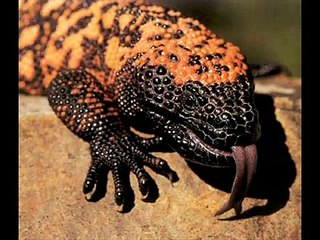 Top 10 Most Painful Animal Sting/Bite!