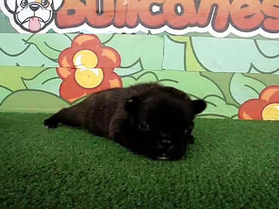 French Bulldogs Puppies for Sale "Madonna" / www.bullcanes.net