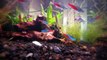 Beautiful Tropical Aquarium Fish Tank Time Lapse: GoPro Hero3