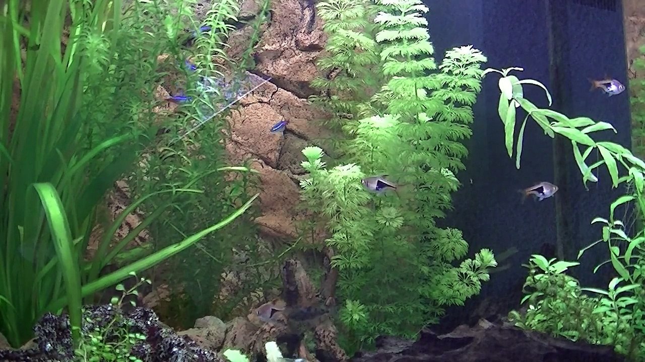 Aquarium Juwel Lido 120 (17-06-2013)