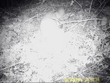 Wildlife Camera trap testing 1st night. (Ltl Acorn)
