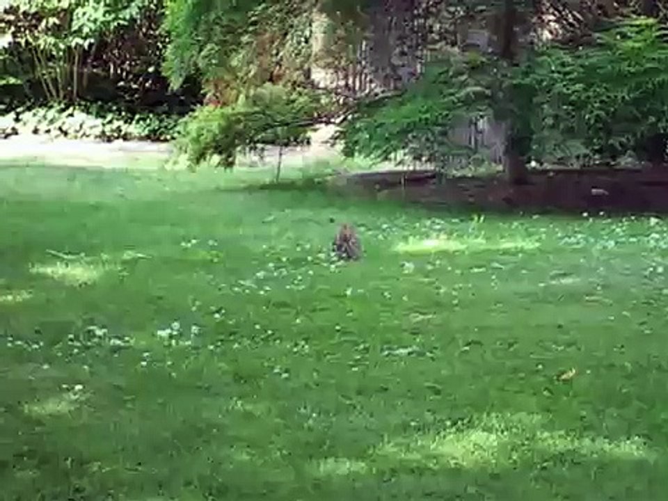 Welsh Corgi suezo vs rabbit