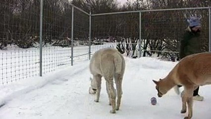Alpaca Enrichment--Toys
