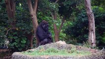 GORILLAS of Melbourne zoo - Australia