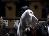 Snowy Owl in wildlife rehab facility