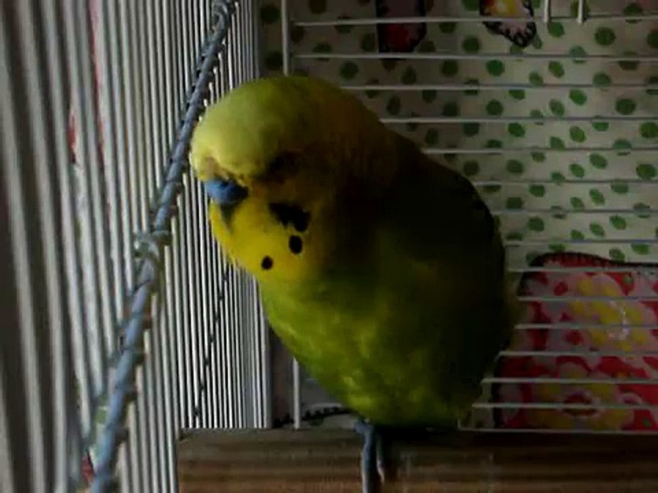 Molting Jingles