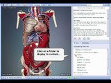 Interactive Thorax and Abdomen Human Anatomy in 3D