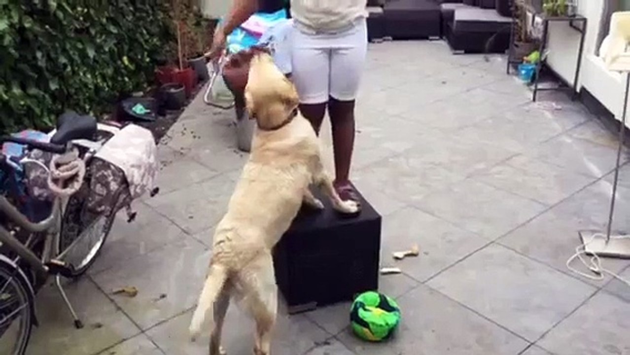 Funny dog tricks
