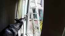 Dog unlocks window, sneaks out of house