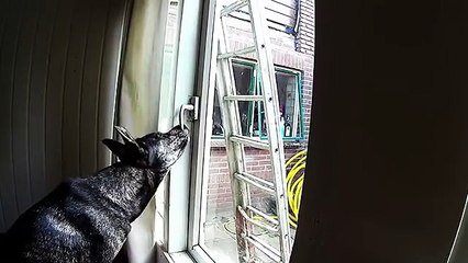 Dog unlocks window, sneaks out of house