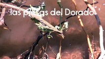 Pesca de Dorados Reconquista 2011.mp4