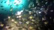Fish Rock Cave Dive #2 2012, HD2 Gopro Dive housing