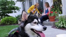Derby the dog_ Running on 3D Printed Prosthetics