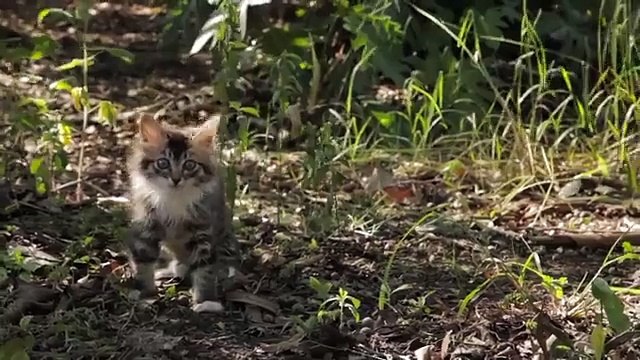 Dog Befriends Disabled Kitten
