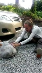 Dog passes out from overwhelming joy _ #CaseyTheDog