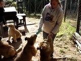 Lion Cubs Bottle Feeding at Seaview Lion Park