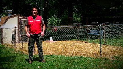 Treating and Preventing Coccidiosis in Chickens