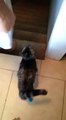 Double Amputee Cat Flying Handstand