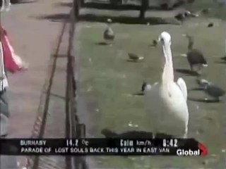 Heavy Pelican Guy eats a Pigeon