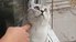 Focused kitty is focused