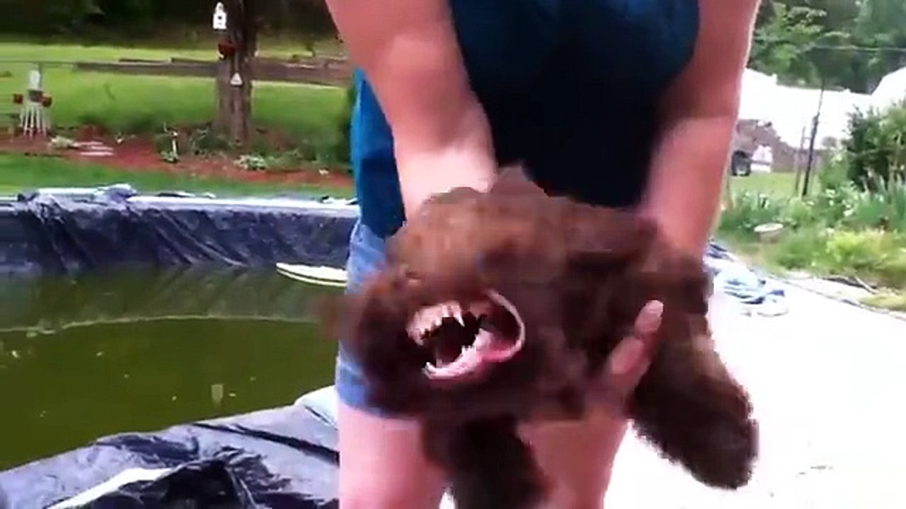 Funny Leaf Blower Dog