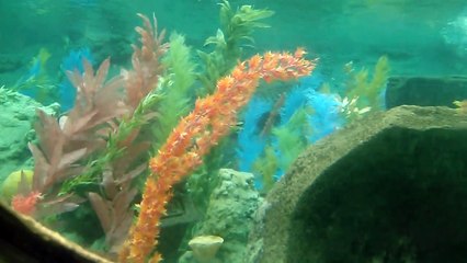 Finding nemo submarine voyage Disneyland Californi