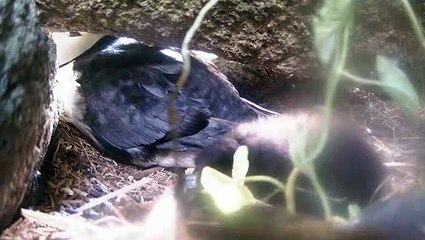 Puffin and Puffling, Seal Island off the coast of Maine, 07-01-2012