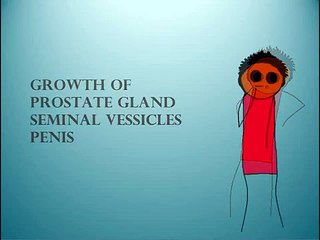 adolescence - puberty