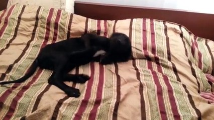 Great Dane puppy at 3_30am Talking