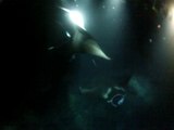 Swimming with Manta Rays
