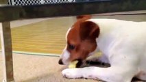 Jack Russell Terrier eats apple