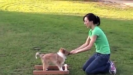 3 1/2 month old Sheltie - Rafa Training (15 wks)