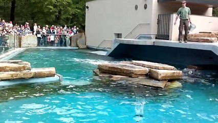 Nokia C7 video HD: Sea lion show - Zoo Ljubljana 27.4.2011