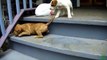 Puppies Using [HD] 2013 Stairs First Compilation Time for